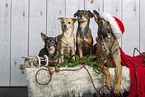 4 dogs