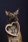 Malinois Portrait