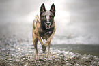 male Malinois