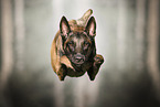 male Malinois