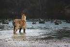young Malinois