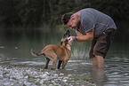 young Malinois