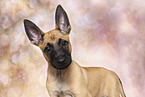Malinois Puppy