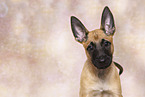Malinois Puppy