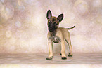 Malinois Puppy