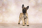 Malinois Puppy