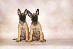 Malinois Puppies