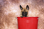 Malinois Puppy