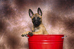 Malinois Puppy