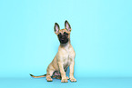 Malinois Puppy