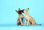 Malinois Puppies
