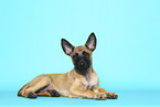 Malinois Puppy