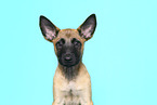 Malinois Puppy