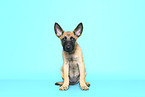 Malinois Puppy