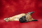 Malinois Puppy