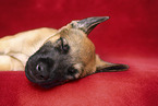 Malinois Puppy