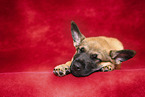Malinois Puppy