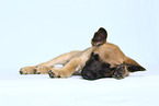 Malinois Puppy