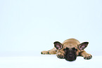 Malinois Puppy