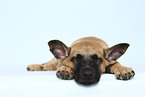 Malinois Puppy