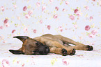 Malinois Puppy