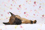 Malinois Puppy