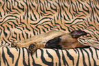 Malinois Puppy