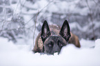 adult Malinois