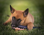 Malinois Puppy