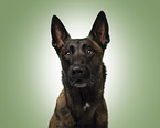 adult Malinois