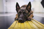 adult Malinois