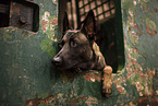 adult Malinois