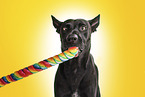 adult Malinois