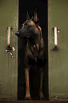 adult Malinois