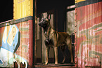 adult Malinois