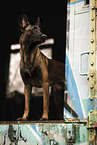 adult Malinois
