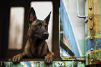 adult Malinois