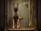 adult Malinois