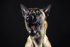 adult Malinois