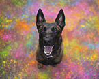 adult Malinois