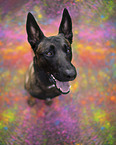 adult Malinois