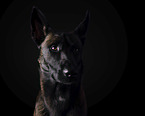 adult Malinois