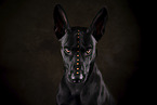adult Malinois