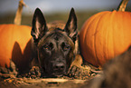 adult Malinois