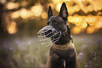 adult Malinois