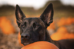 adult Malinois