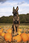 adult Malinois