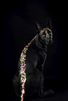 adult Malinois