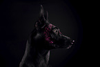 adult Malinois