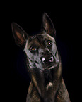 adult Malinois